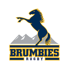 Brumbies  Image